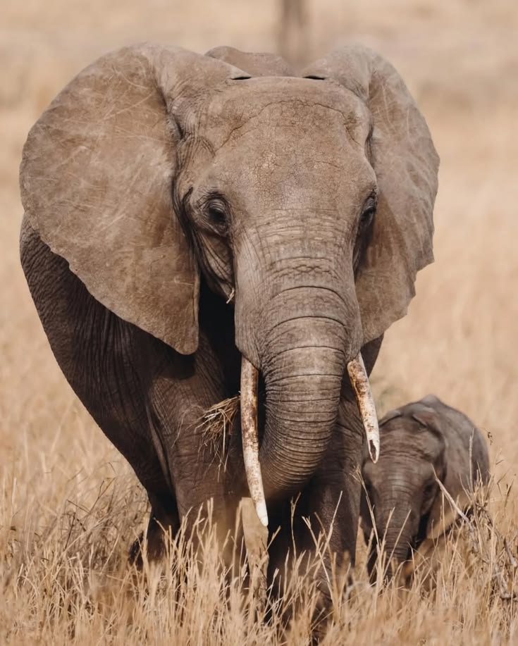 Safari